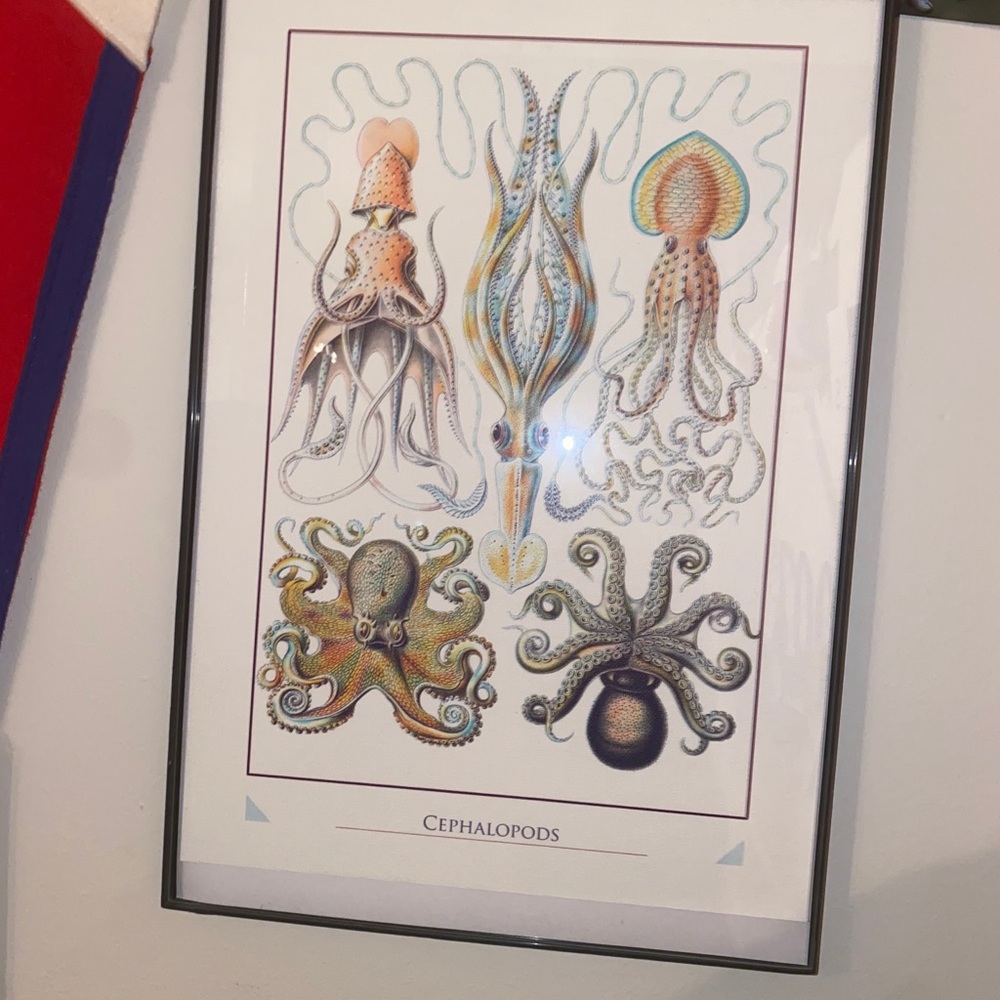 CEPHALOPODS framed picture, on high quality paper